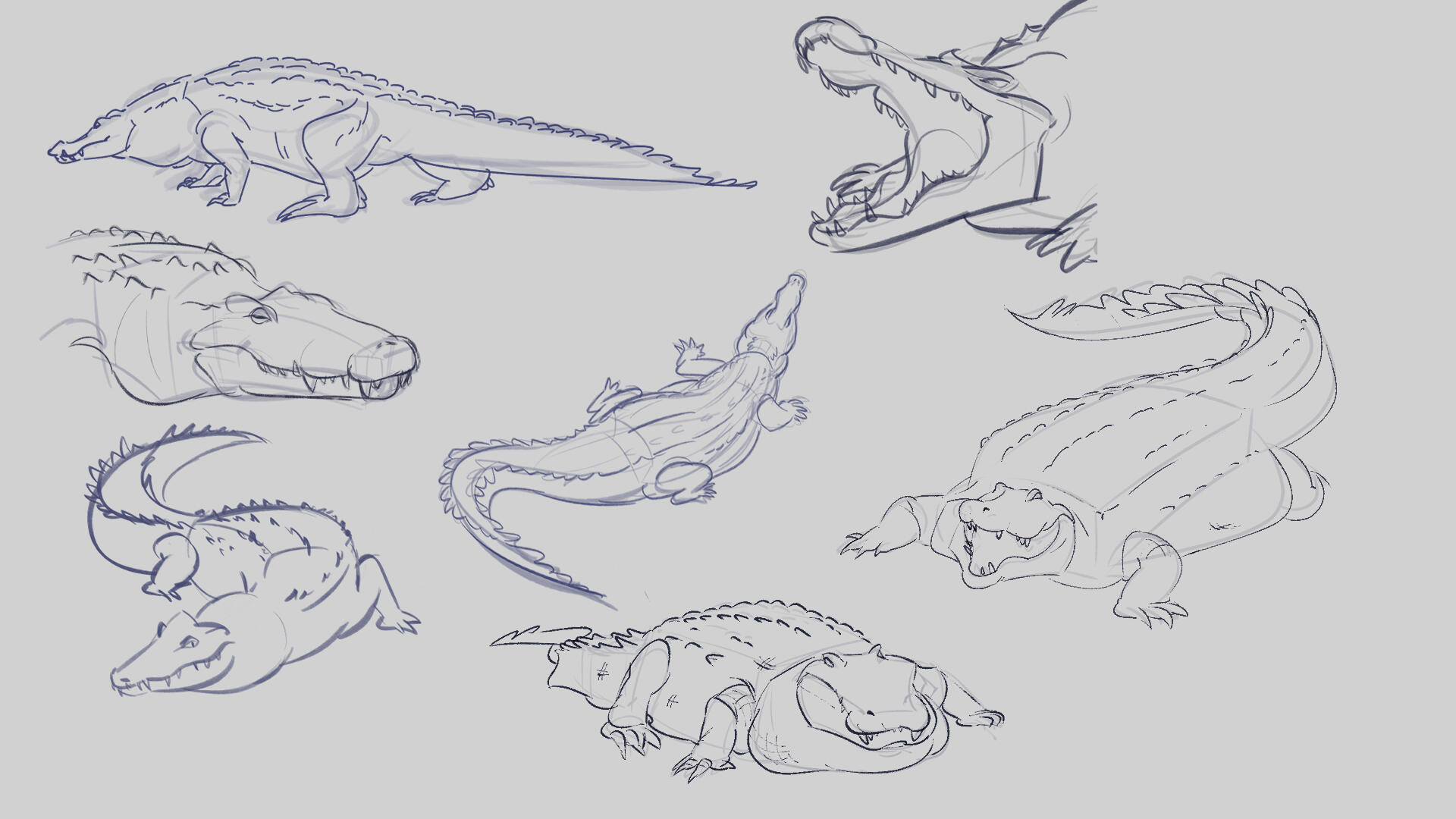 Crocodile Studies