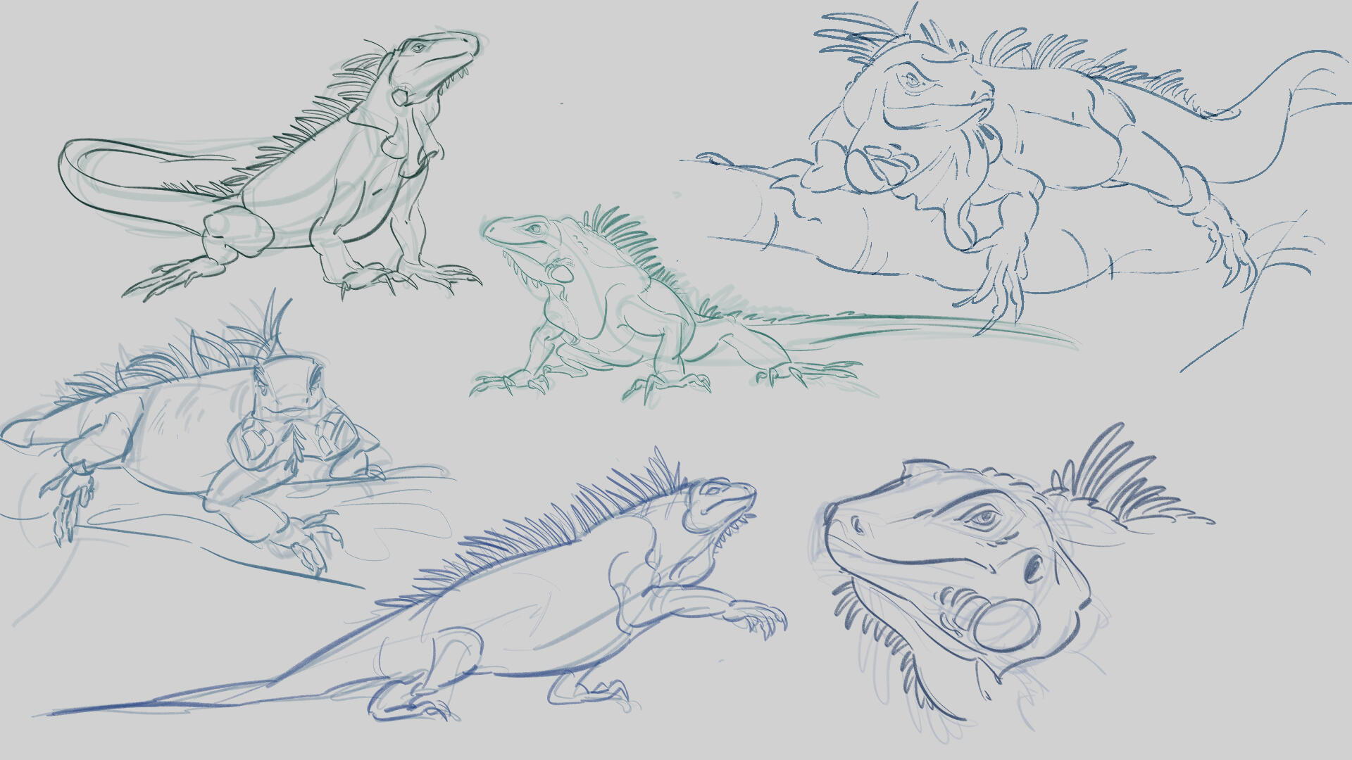Iguana Studies Iguana Studies